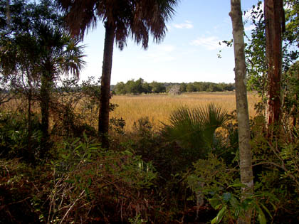 Forest Marsh